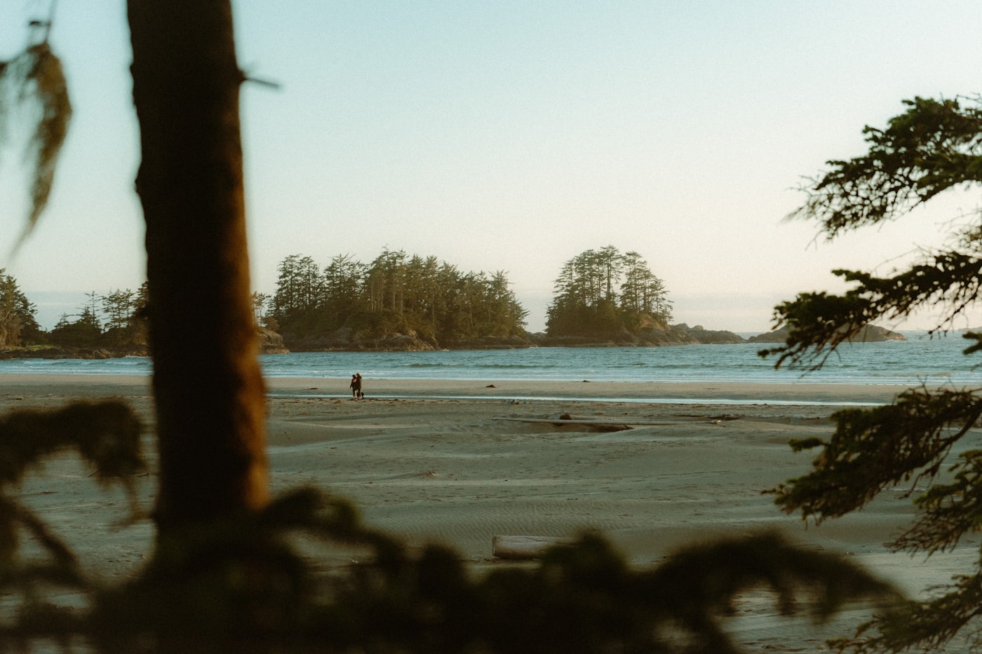 Golden hour on a Tofino beach framed by evergreen branches, with a distant walker near the tide line